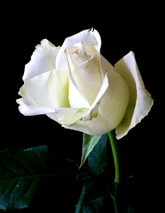 Mary Foster Obituary