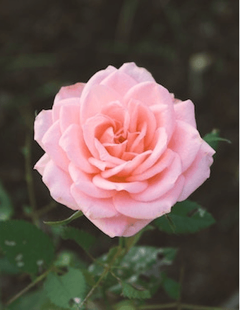Tatiana M. Wells Obituary