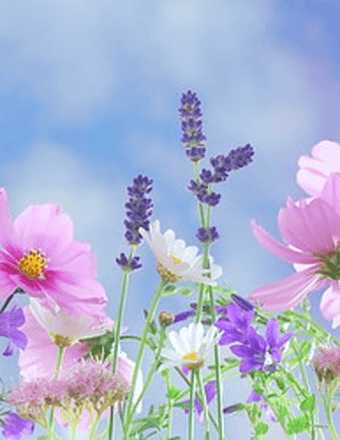 Sherl Ann Squires Obituary